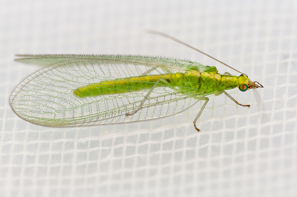 
	Florfliege Chrysoperla. © Feiertag
