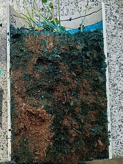 um präferentielle Fließwege, Hotspots für den Transport von Abwasser-Schadstoffen und die Verbreitung von Antibiotikaresistenzgenen aufzuzeigen. © Sara Gallego, JKI