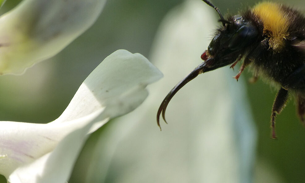 Eine langrüsselige Hummel an einer Ackerbohnenblüte. ©Nicole Beyer/Uni Göttingen