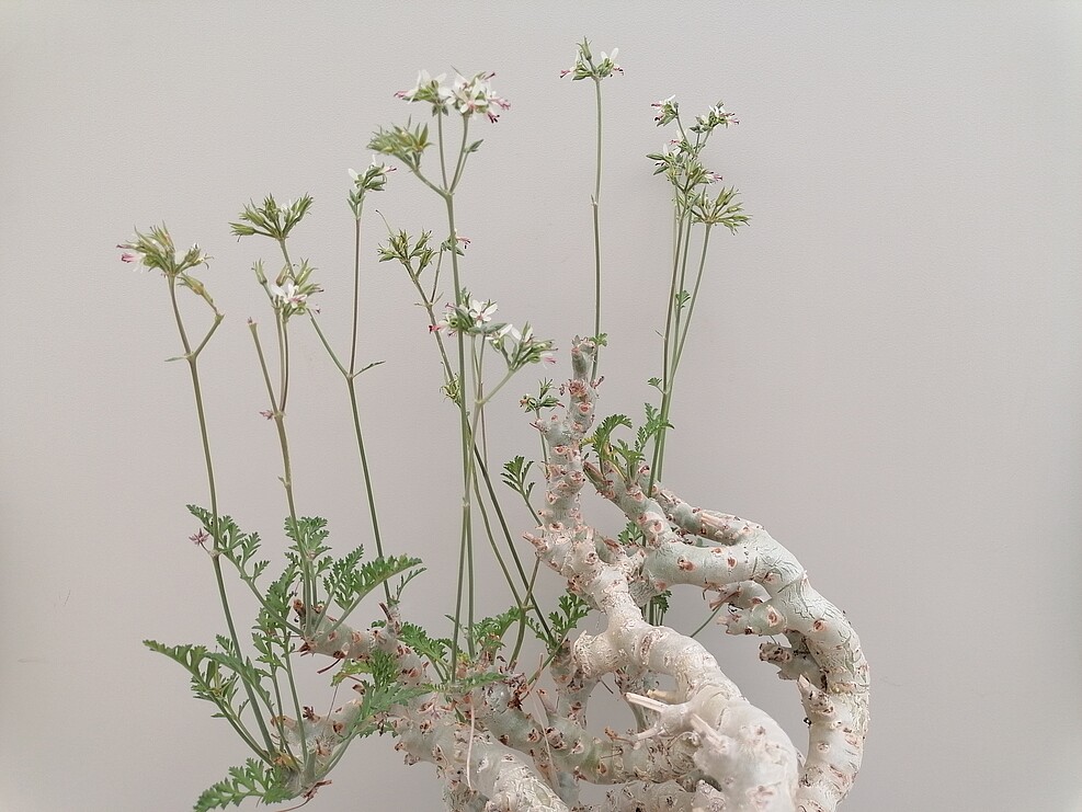 Die Pelargonium-Wildart Pelargoninium chrithmifolium aus der JKI-Sammlung Quedlinburg. © S. Plaschil/JKI