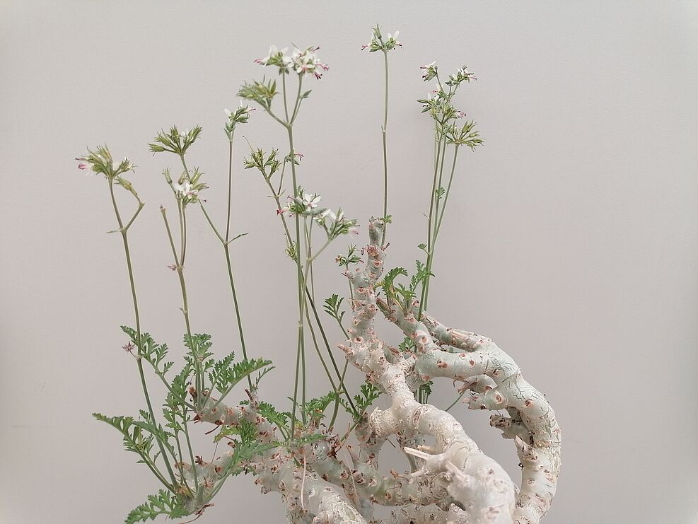 
	Die Pelargonium-Wildart Pelargoninium chrithmifolium aus der JKI-Sammlung Quedlinburg. © S. Plaschil/JKI
