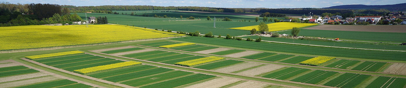 Eine Landschaft mit kleinen gelben (Raps) und grunen (junges getreide) streifenförmigen Parzelle nebeneinander. Vereinzelte Gebäude und Horizont sind im Hintergrund zu sehen.n