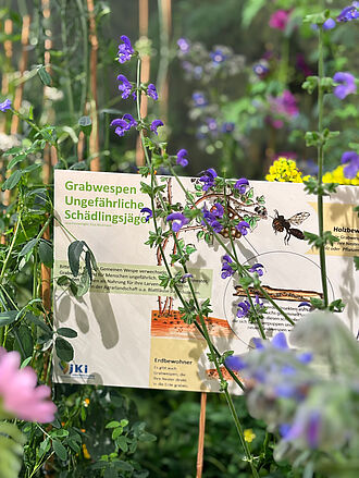 Das Zusammenspiel von Nützlingen und Schädlingen wurde praxisnah verdeutlicht. © S. Barnert/JKI