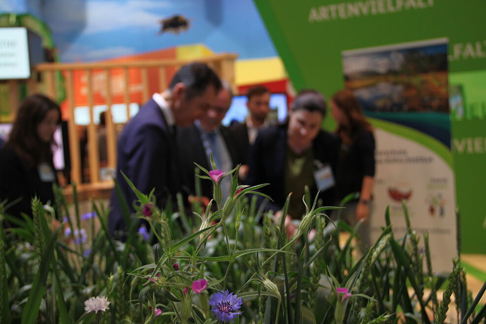 Das Projekt Better Weeds soll langfristig ermöglichen, Unkräuter auf dem Feld mittels KI-gestützter Erkennungssysteme gezielt zu bekämpfen. Denkbar wäre z.B. gefährdete Arten wie die Kornrade kleinräumig von Pflanzenschutzmaßnahmen auszunehmen. ©JKI