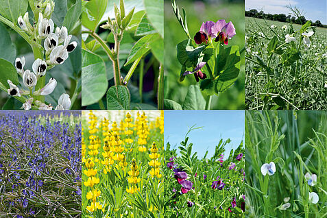 Blütenvielfalt von Körnerleguminosen: Ackerbohne, Sojabohne, Wintererbse, Sommererbse, Blaue Lupine, Gelbe Lupine, Saatwicke, Platterbse.