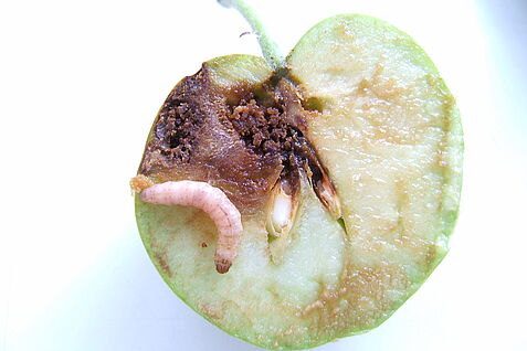 Eine mit CpGV infizierte Larve des  Apfelwicklers in einem geschädigten Apfel. ©Johannes Jehle/JKI