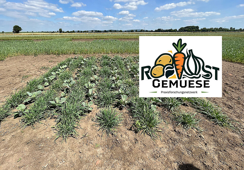 
	Ein Feldversuch zur möglichen Vergrämung der Schilfglasflügelzikade, hier Weißkohl mit Gerste-Untersaat. © A. Tergast/JKI
