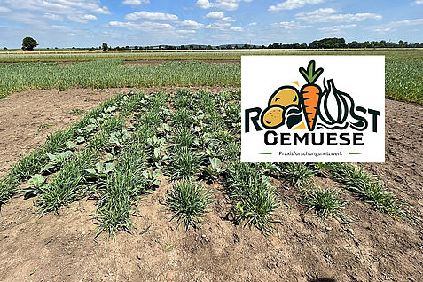 Ein Feldversuch zur möglichen Vergrämung der Schilfglasflügelzikade, hier Weißkohl mit Gerste-Untersaat. © A. Tergast/JKI