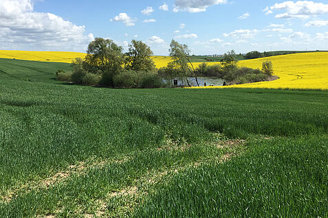 Kleines Standgewässer der Agrarlandschaft mit blühendem Rapsfeld Kleines Standgewässer der Agrarlandschaft mit blühendem Rapsfeld.© S. Lorenz/JKI