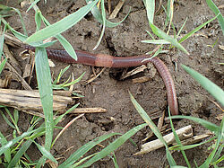 Gemeiner Regenwurm (Lumbricus terrestris) auf dem Versuchsfeld in Dahnsdorf. (© Bernd Hommel/JKI)