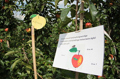 In einem Quiz konnten die Teilnehmenden ihr Apfelwissen testen. © G. Leefken/JKI