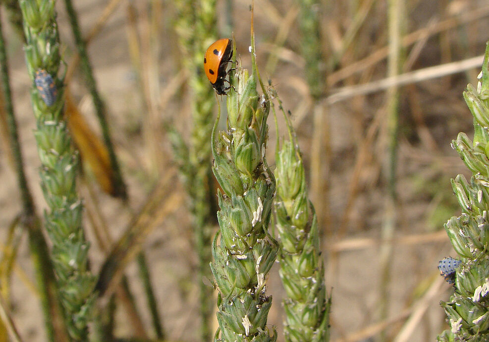 Schädling und Nützling an einer  Weizenpflanze, Blattläuse und Siebenpunktmarienkäfer und seine Larven. © T. Ziesche/JKI