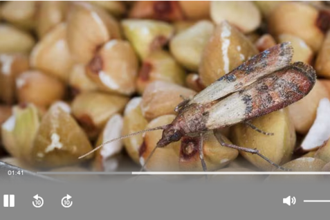 (© Imago/blickwinkel) Screenshot - Lebensmittelmotte auf Buchweizen.