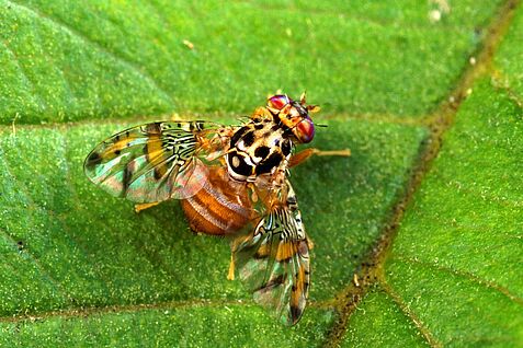 Mittelmeerfruchtfliege (Foto: Scott Bauer, U.S. Department of Agriculture [Public domain], via Wikimedia Commons)