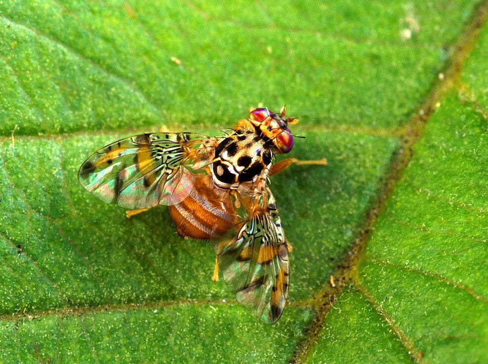 
	Mittelmeerfruchtfliege (Foto: Scott Bauer, U.S. Department of Agriculture [Public domain], via Wikimedia Commons)
