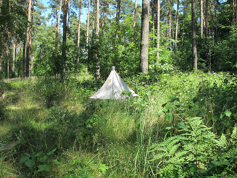 Bodenfotoeklektoren zum Insektenmonitoring auf JKI-Versuchsfläche Forst Schandelah © N. Bräsicke/JKI