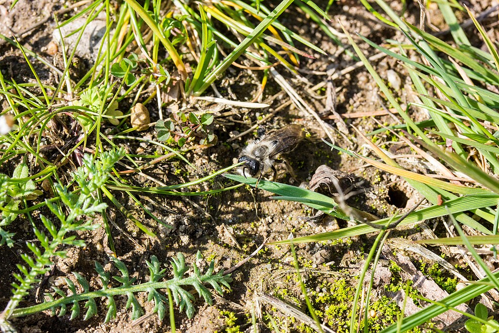 Weiden-Sandbienen (Andrena vaga) nisten auf JKI-Gelände Braunschweig Messeweg © J. Kaufmann/JKI