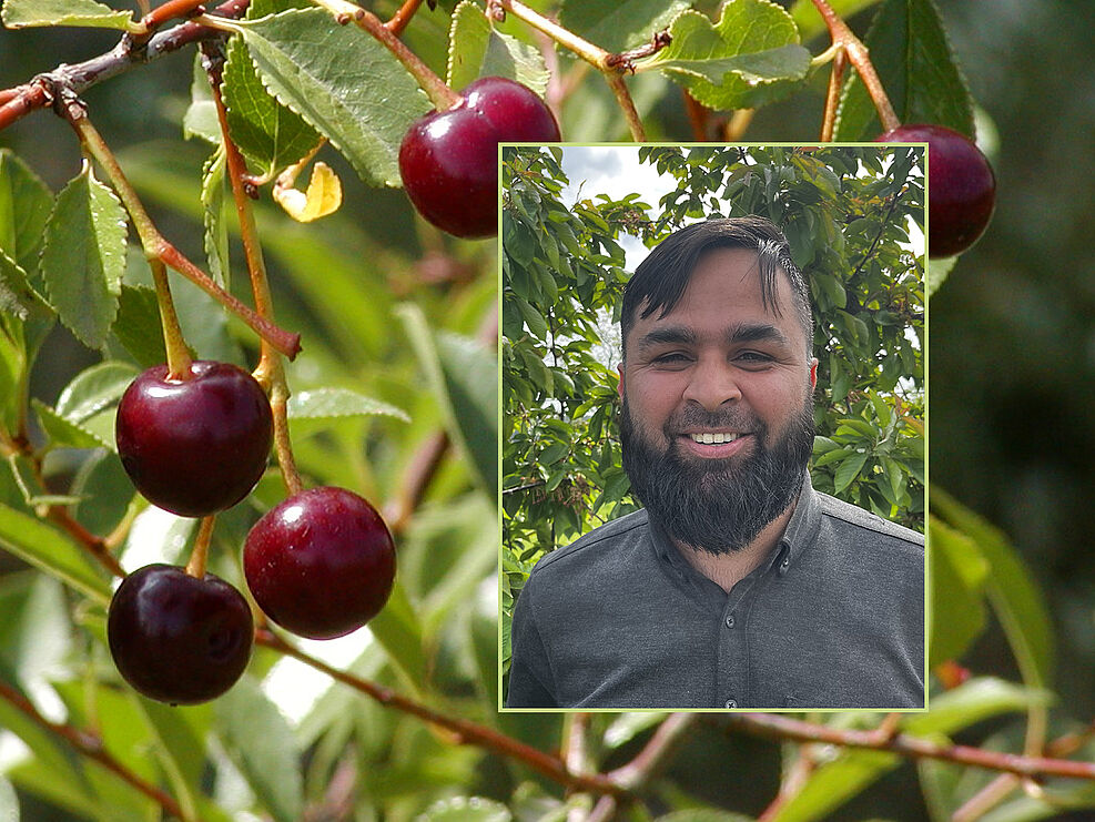 
	Früchte der Steppenkirsche P. fruticosa und Portrait von AvH-Stipendiat Dr. Izhar Ullah. ©Wöhner/JKI
