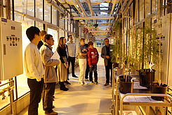 Dr. Thomas Nothnagel erläutert die Kreuzungsarbeiten zur Übertragung der AV1 Resistenz in den Kulturspargel im Gewächshaus. (© Janine König)