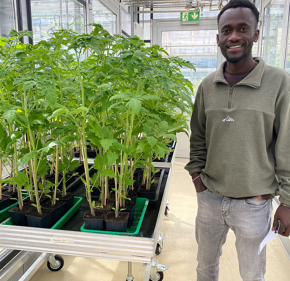 Philemon Orwa mit Tomaten im Gewächshaus (©Philemon Orwa).