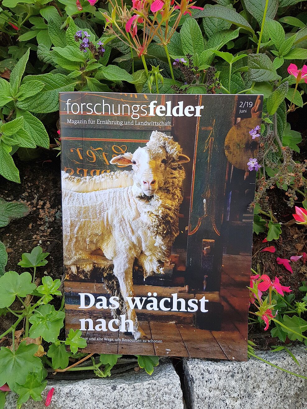 Das neue Heft der "forschungsfelder" (2/2019). © Kaufmann/JKI