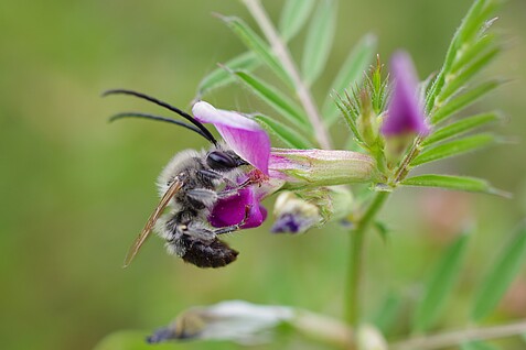 Nahaufnahme: Wildbiene hängt an zarter pink-lilaner Blüte. Schmale, gefiederte Blätter sind zu erkennen. 