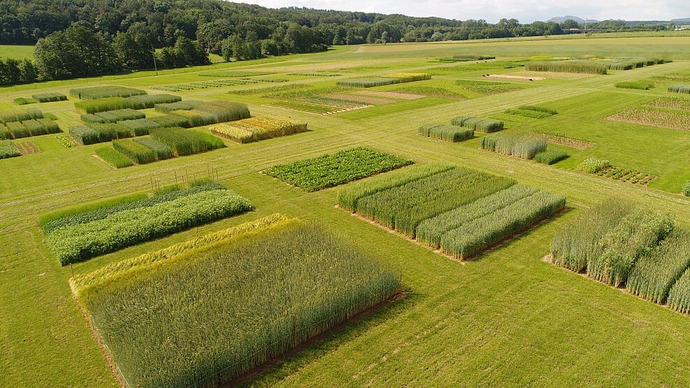 Luftaufnahme eines grünen Feldes der  Lehr- und Versuchsgut der Universität Kassel,