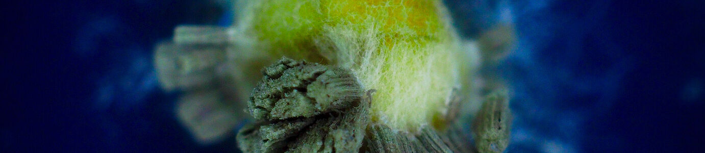 Granulate for application of the insect pathogenic fungus Metarhizium brunneum.