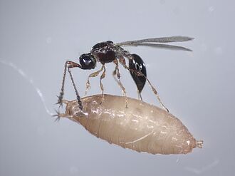 Die Zehrwespe Trichopria parasitiert eine Puppe der Kirschessigfliege, Drosophila suzukii.