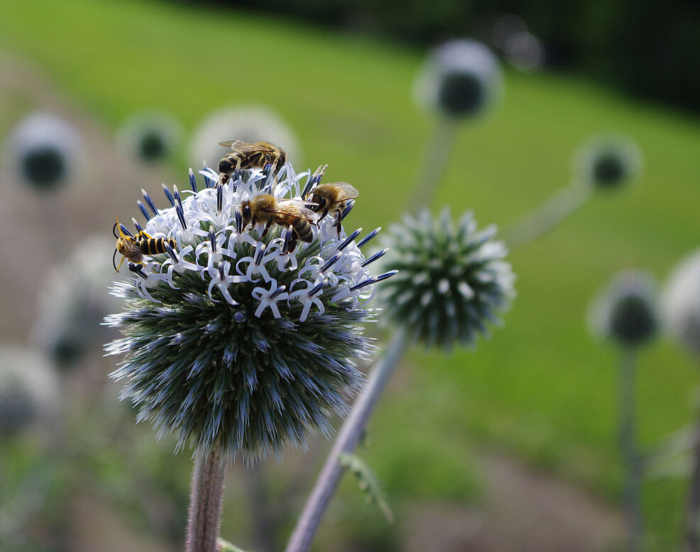 
	"Bestäuber auf Distel"
