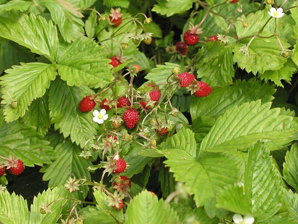 Die heimische Walderdbeere Fragaria vesca in JKI-Genbanksammlung der Fragaria-Wildarten. © D. Ulrich/JKI