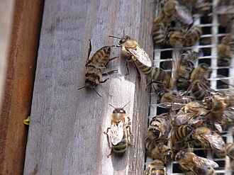 Dead bee in front of beehive