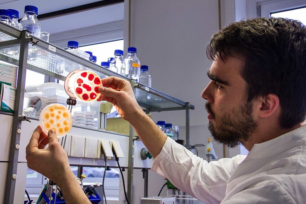 Junger Mann hält zwei Petrischalen hoch: eine mit gelben, die andere mit roten Pilzkulturen