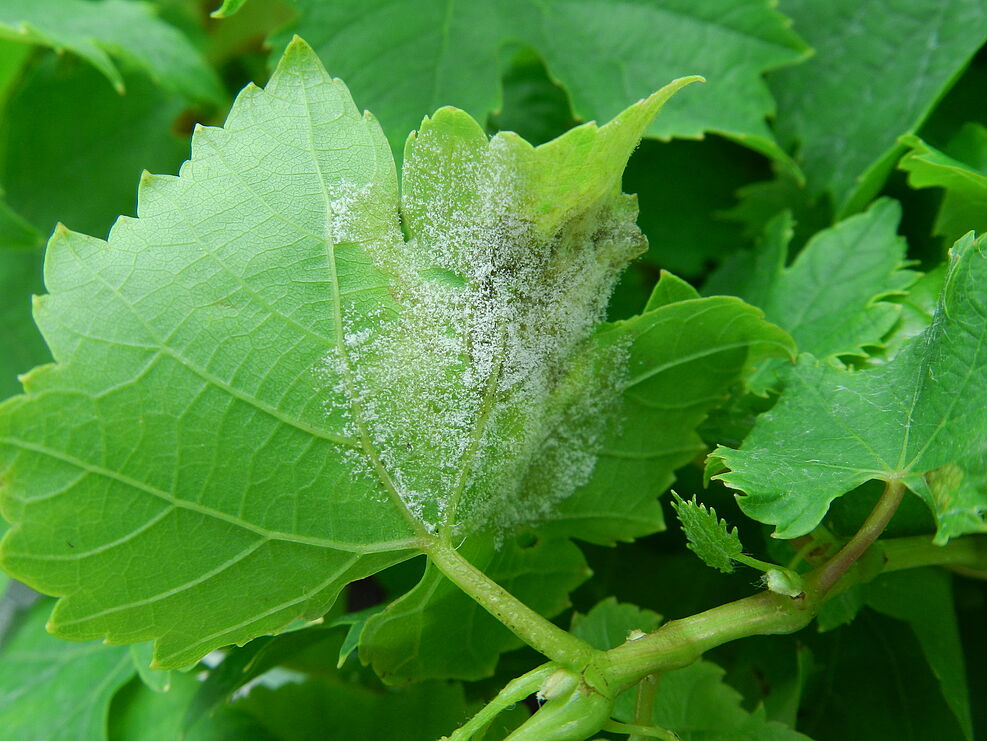 Pilzrasen des Falschen Mehltaus an Unterseite eines Weinblattes. © M. Grünwald/JKI