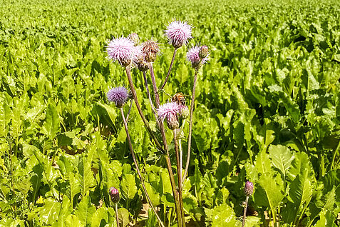 (© Richard Odemer/JKI) Eine Honigbiene sammelt den Nektar einer Ackerkratzdistel auf einem Zuckerrübenfeld. Über blühende Unkräuter könnten Wirkstoffe aus der Beizung von Zuckerrübensaatgut von Bestäubern aufgenommen werden. ©Richard Odemer/JKI
