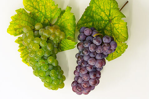 PI2022-07_RieslingWeiss_u_RieslingRot.jpg Namenszwillige mit Farbunterschied: die Weißwein-Rebsorten Weißer und Roter Riesling. ©JKI/Röckel