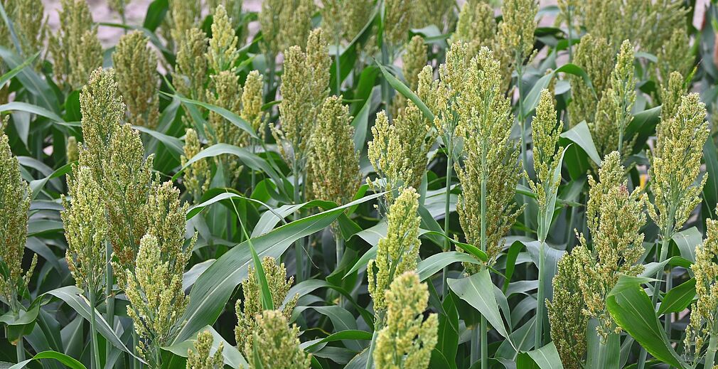 Sorghum bicolor. © JKI