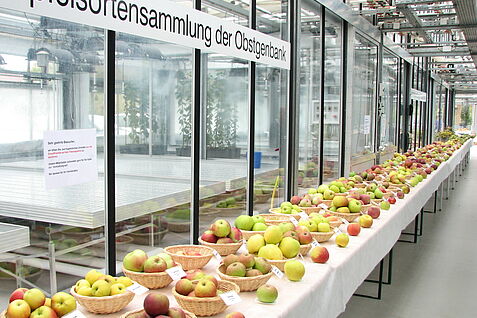 Sortendisplay Apfel Genbank-Sammlung des JKI Dresden-Pillnitz © Ute Sonntag/JKI;