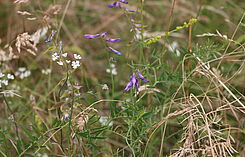 Diverse Wildkrautarten wachsen im Naturdenkmal „Trog“, u.a. die lila Vogel-Wicke (Vicia cracca) aus der Familie der Hülsenfrüchte (Fabaceae), zu der auch die kultivierte Ackerbohne (Vicia faba) zählt. © M. Bönisch/JKI