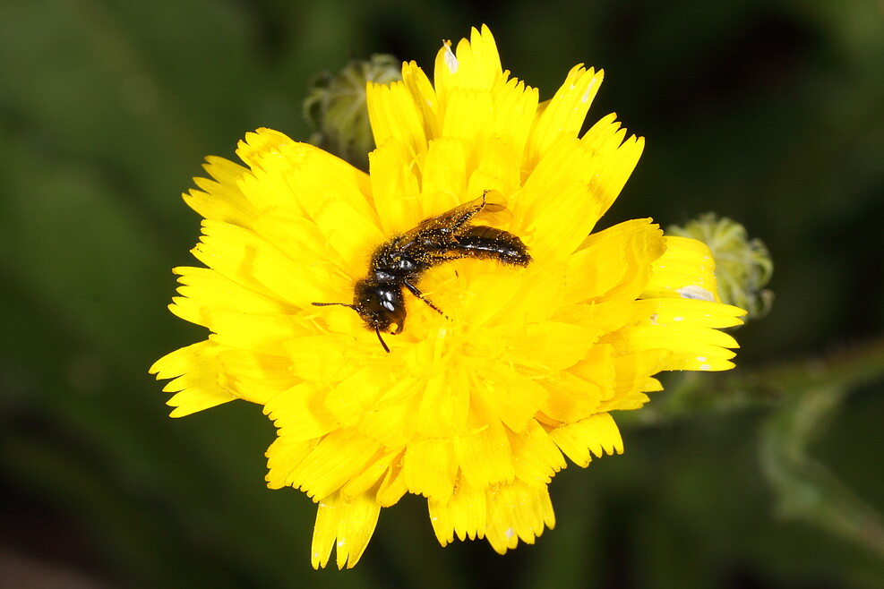 Spitzzähnige Zottelbiene (Panurgus dentipes) an Korbblütler. Im Ökosystem Weinbergsbrachen kommen gefährdete, auf spezielle Pollen angewiesene Arten vor.© A. Krahner