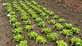 Field trial for lettuce testing