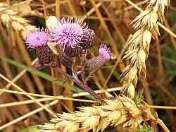 Eine Acker-Kratzdistel (Cirsium arvense) im Getreide