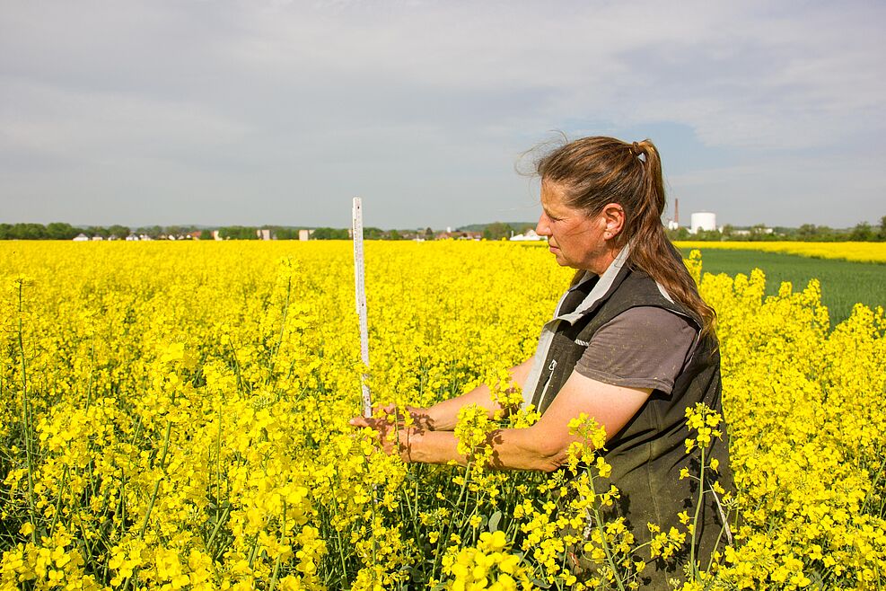 Eine Mitarbeiterin des JKI misst mit Hilfe eines Zollstocks die Höhe eines Rapsbestands auf der Fläche eines Kooperationsbetriebs bei Schladen, der an einem Projekt zum Streifenanbau von Raps und Weizen teilnimmt.